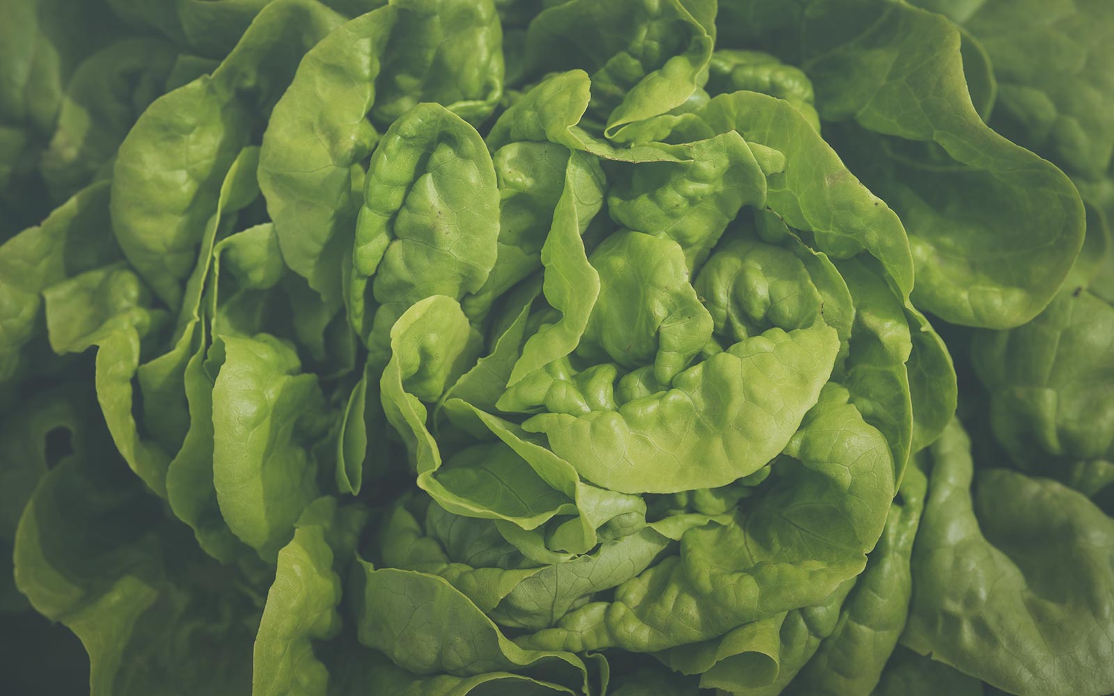 Hawthorne Gardening Company