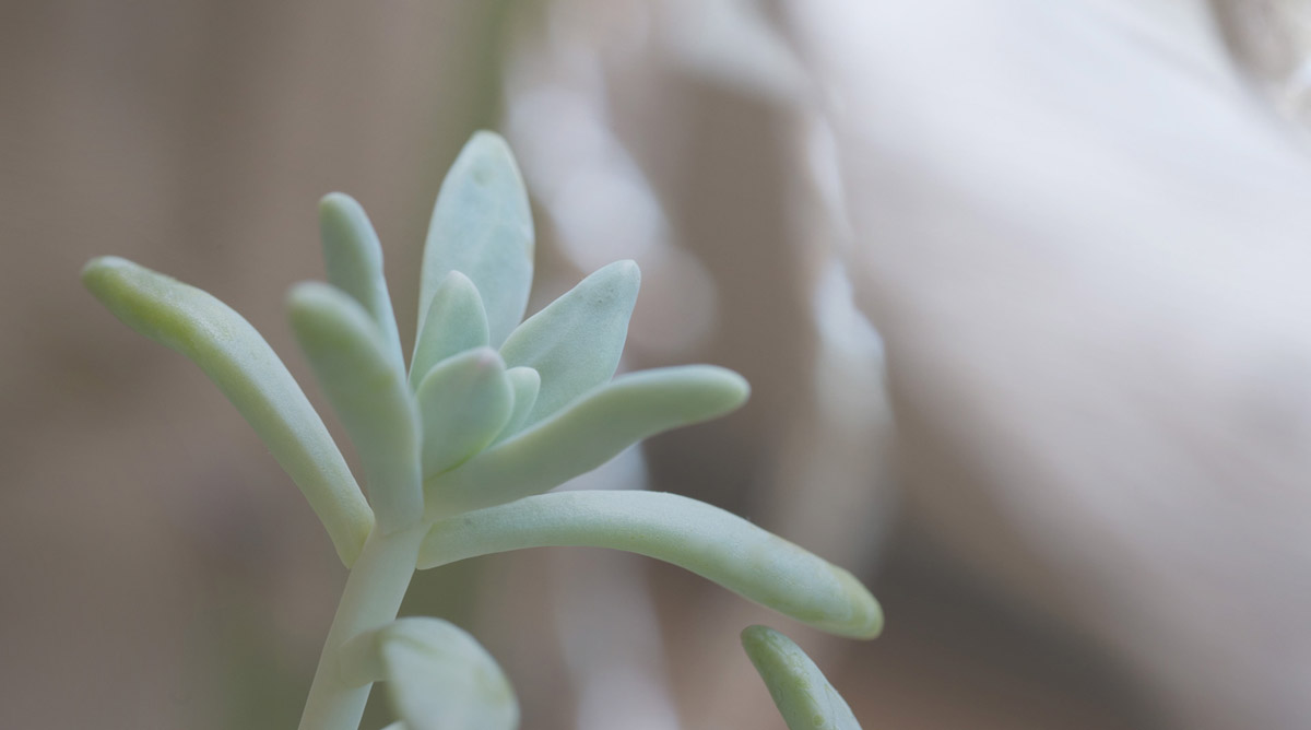 Hawthorne Gardening Company